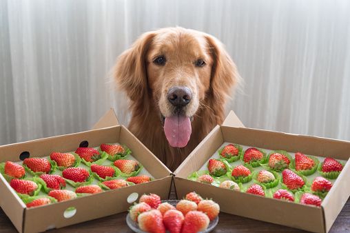 Are strawberries good for dogs?